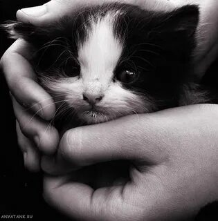 Не совсем кот