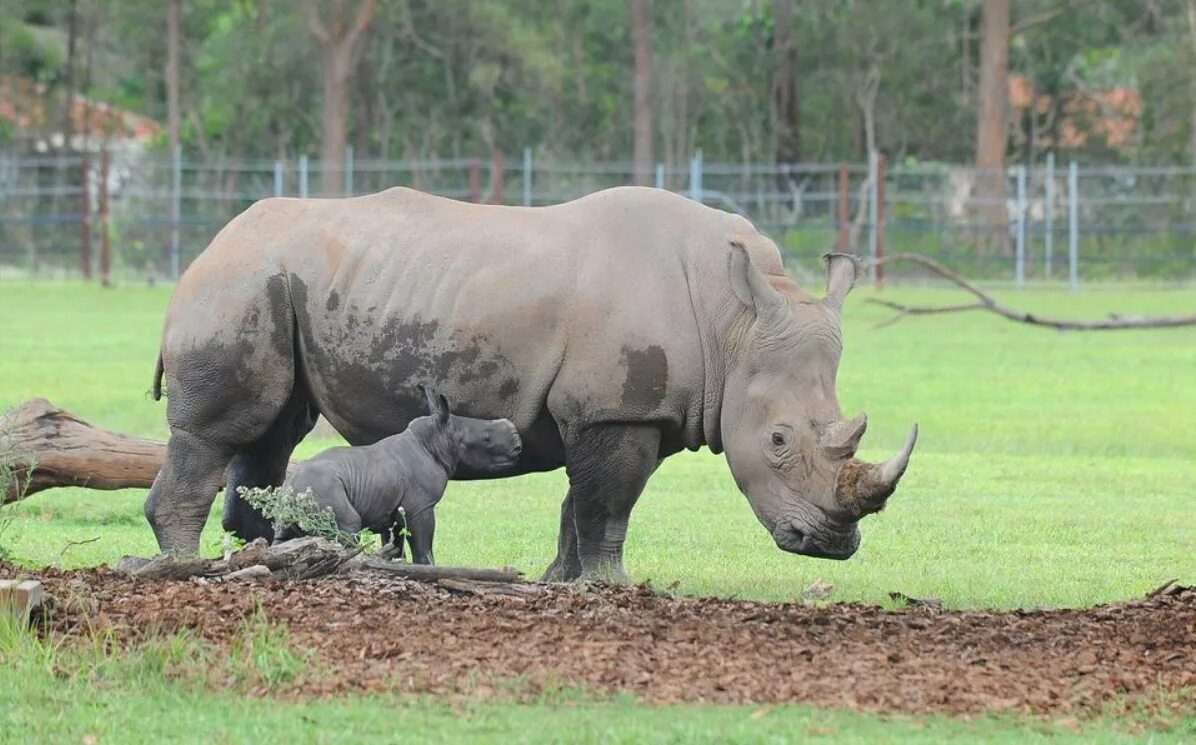 суматранский носорог в московском зоопарке. московский зоопарк носорог. самка носорога. носорог в зоопарке. животные московского зоопарка носороги.