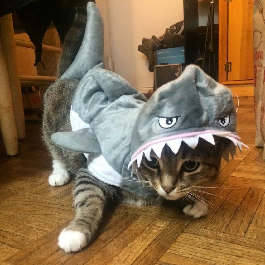 Котиков в костюме акулы. Кет шарк. кот акула. кошка в костюме акулы. милый котик в костюме акулы.