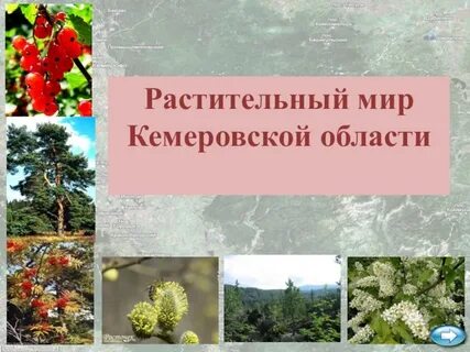 Растения кемеровской
