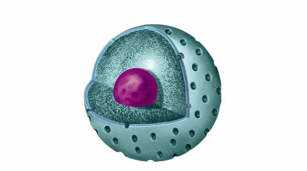Ядро клетки. Ядро и ядрышко клетки. Органоиды клетки ядро. Строение органоида ядро. В ядрах клеток многоклеточного
