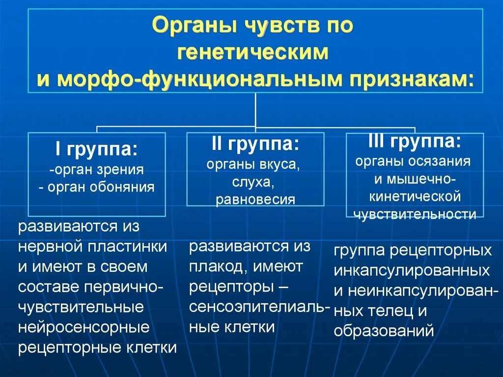 Функциональный признак организации. Общая характеристика органов чувств. Классификация органов чувств. Классификация органов чувств гистология. Органы чувств, их классификация.