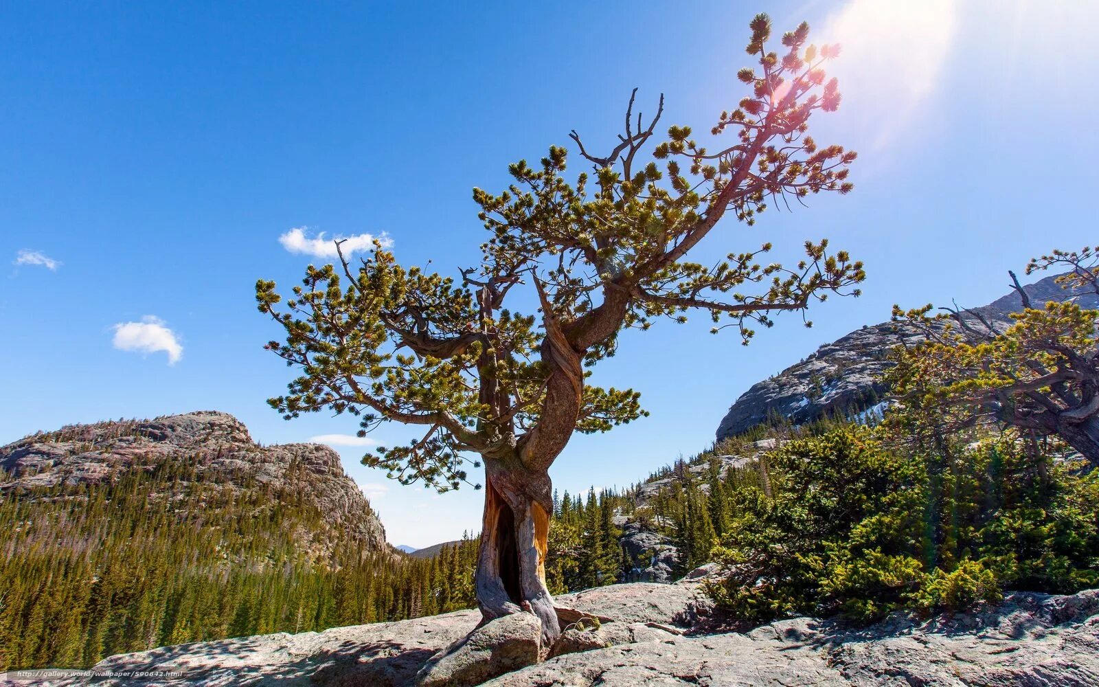 Дерево растущее на горе. Дерево растущее на горе. Сосна крымская на демерджи. Вековая сосна белокуриха. Сосна хуаньшаньская.
