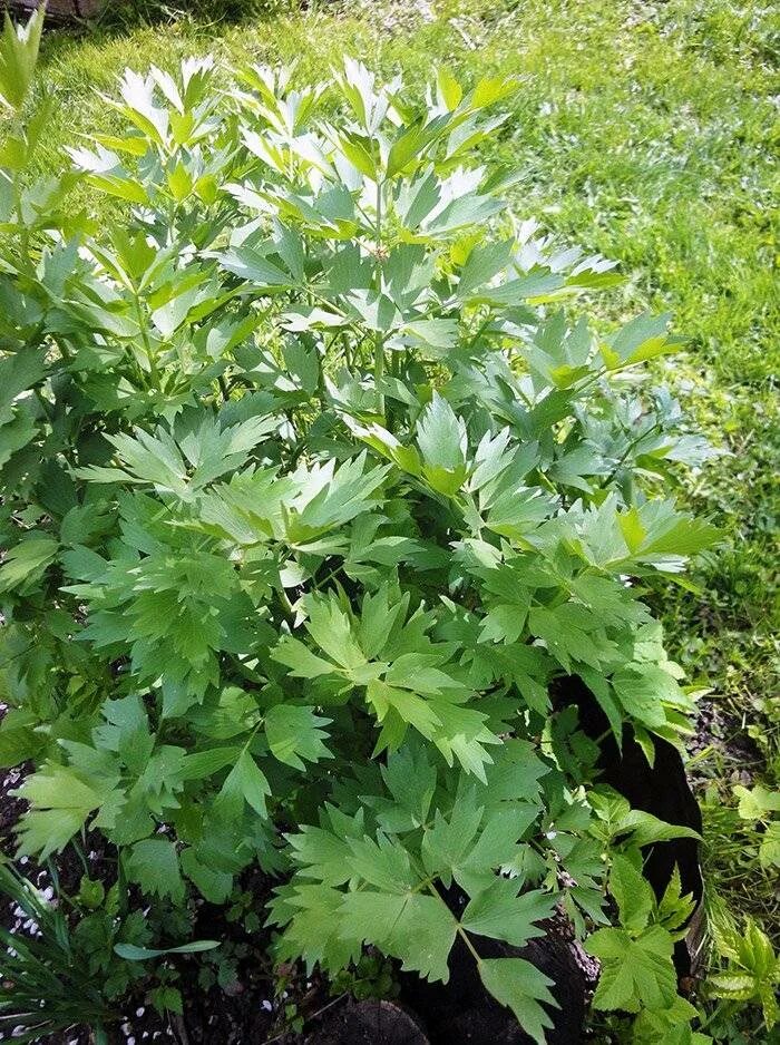 Петрушка, сельдерей, любисток. Любисток польза для организма. Пряная трава любисток. Любисток лекарственный описание. Любисток сычуаньский.