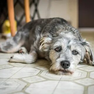 Беспокойство у собаки
