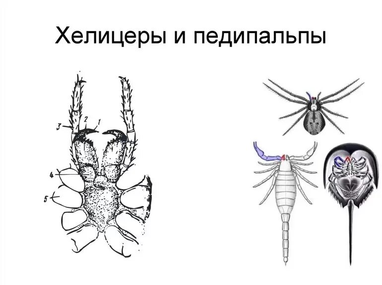 Паукообразные пар ног
