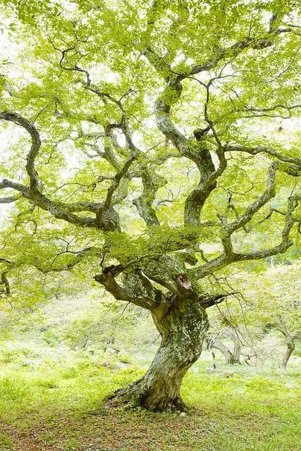 Just tree