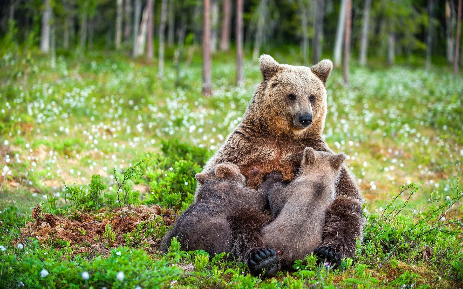 Собака вывела из леса медведей. Медведица с медвежатами. Медведь в лесу. Бурый медведь с медвежатами. Медвежонок с мамой.