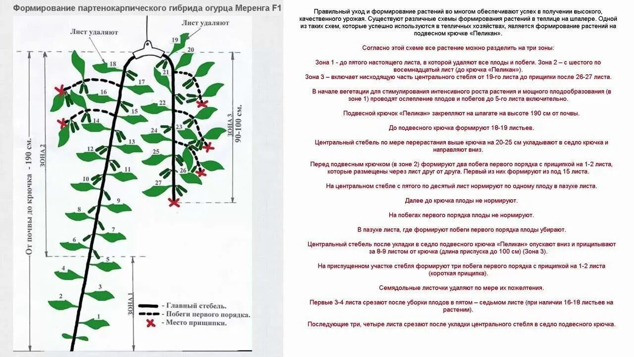 Огурцы выращивание и уход в теплице. Схема формирования куста огурцов в теплице. Схема формирования огурцов в один стебель. Схема формирования огурца в теплице. Формирование партенокарпических огурцов в теплице схема.