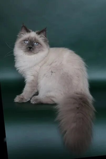 Как выглядит невский маскарадный кот Котята невские маскарадные 58 фото