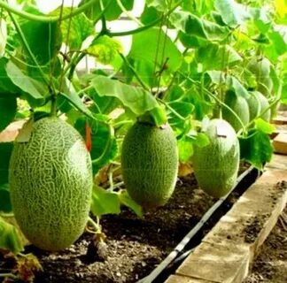 Правильно вырастить дыню