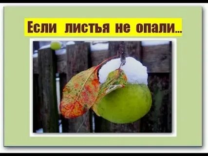 Опали листья и осталось стволов бесхитростная суть