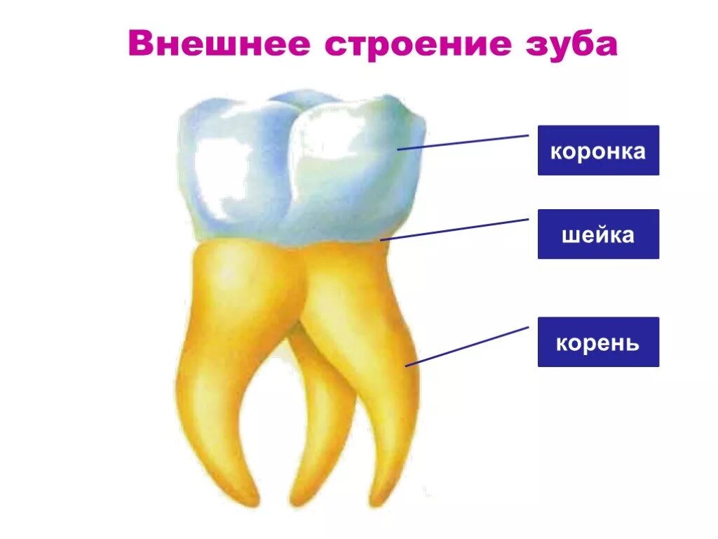 Зуб 1 8. Зубы функции анатомия. Строение зуба биология 8 класс. Корень зуба строение. Строение коренного зуба.
