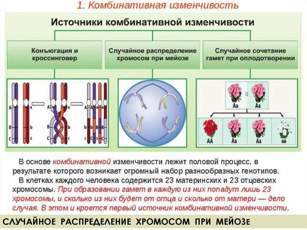 При мейозе расхождение гомологичных хромосом происходит в. Комбинативная изменчивость причины это в биологии. Механизмы комбинативной изменчивости таблица. Комбинативная мутационная изменчивость ЕГЭ биология. Комбинативная изменчивость мейоз.