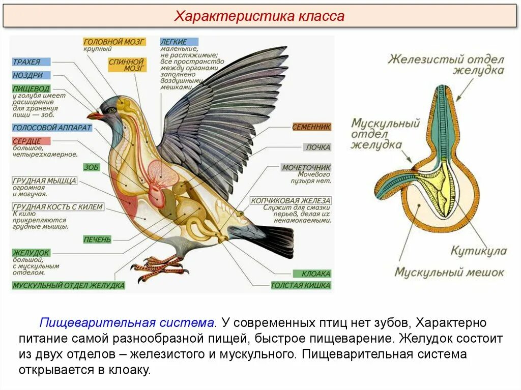 Пищеварительная система птиц строение и функции. Строение пищеварительной системы голубя. Пищеварительная и выделительная система птиц. Функции пищеварительной системы у птиц.
