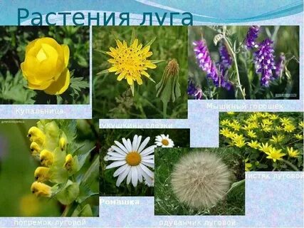Какие растения обитают в поле