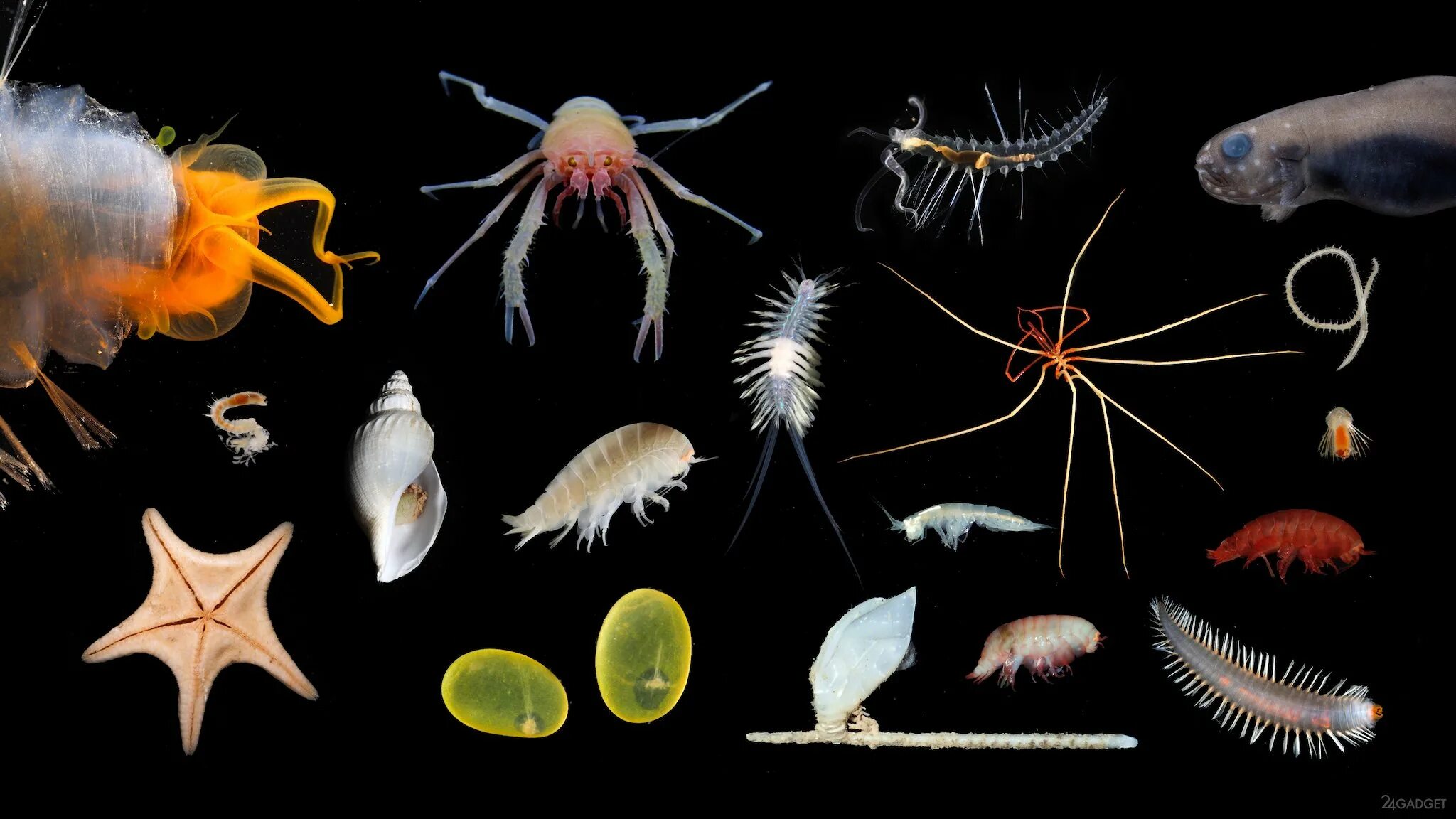 Группа морских организмов на дне океана. Обитатели морских глубин. Глубоководные морские обитатели. Обитатели глубин океана. Морские беспозвоночные животные.