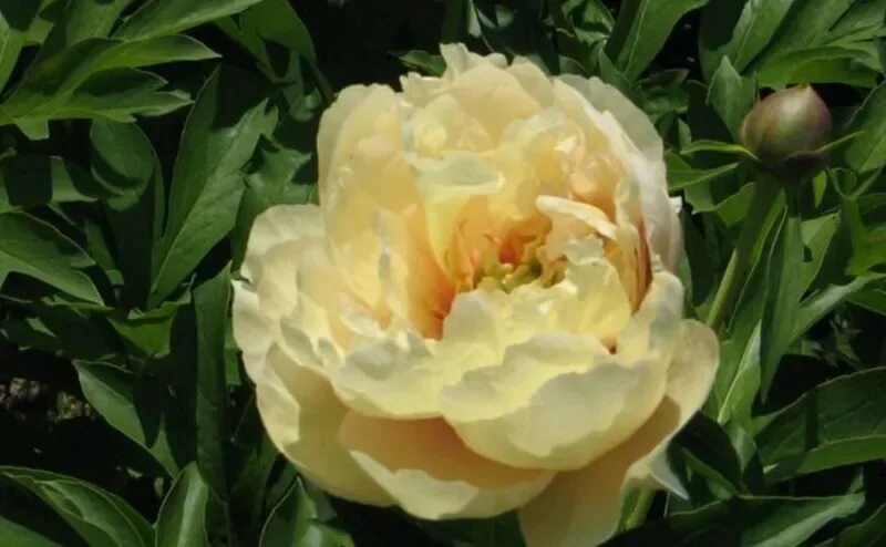 Пион (ито-гибрид) канари бриллиантс. Канари бриллиантс ито-гибрид. Пион ито кенари бриллиантс (canary brilliant). Пион канари бриллиантс. Пион канари бриллиантс.