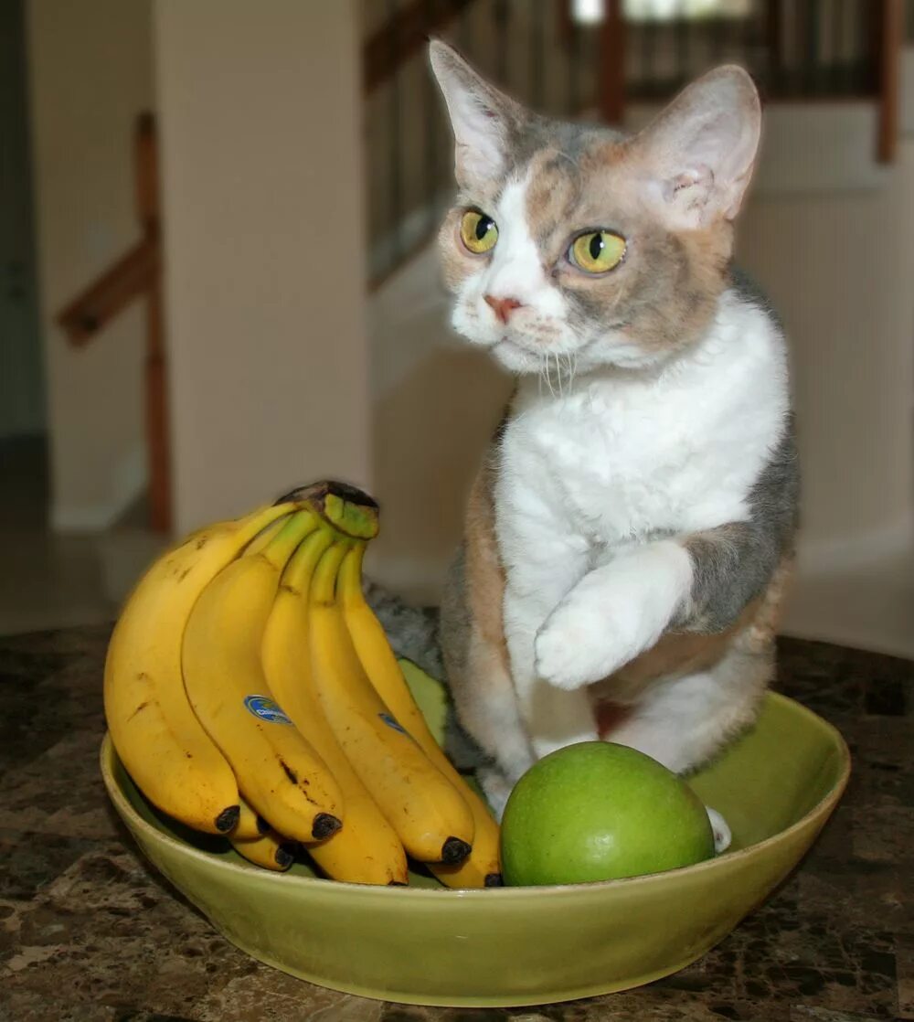 Банановая кошка. Кошачий банан. Бананья котик. Кошка бананчик.