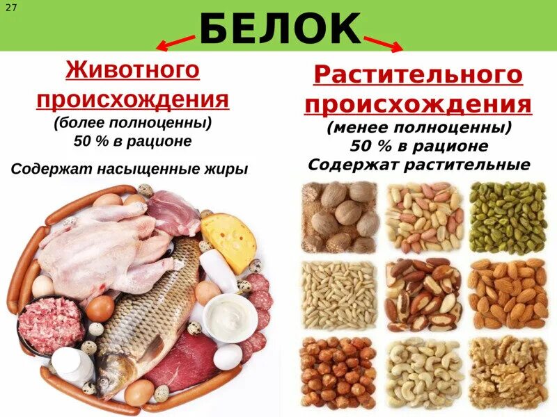 Белки животного происхождения. Белки животного и растительного происхождения. Растительные и животные белк.. Продукты источники белка животного происхождения. В каких продуктах есть мясо