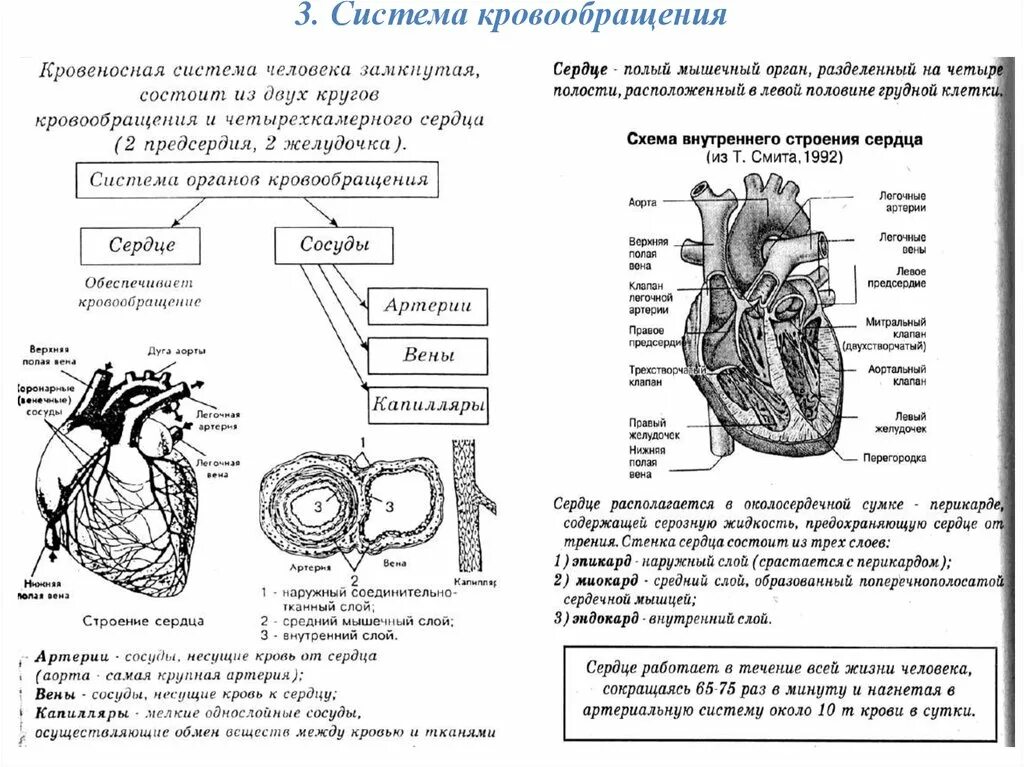 ЕГЭ биология анатомия строение сердца. Строение сердца человека ЕГЭ биология. Внутреннее строение сердца таблица биология. Схема работы сердца человека. Кровеносная система биология 8 класс контрольная
