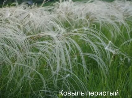 Ковыль полосатик