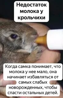 Крольчиха бросила
