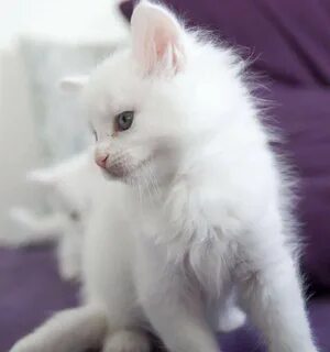 Коты белые москва