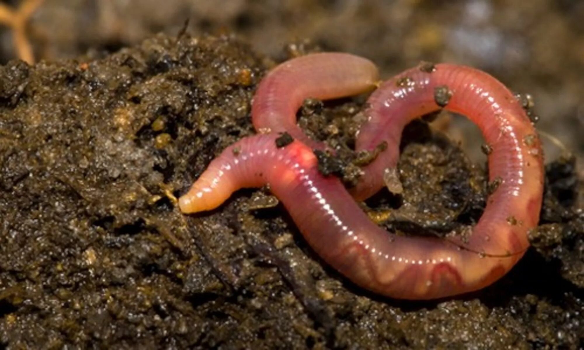 Любовь червей. Малощетинковые дождевой червь. Морской кольчатый червь. Дождевые черви ареал обитания.