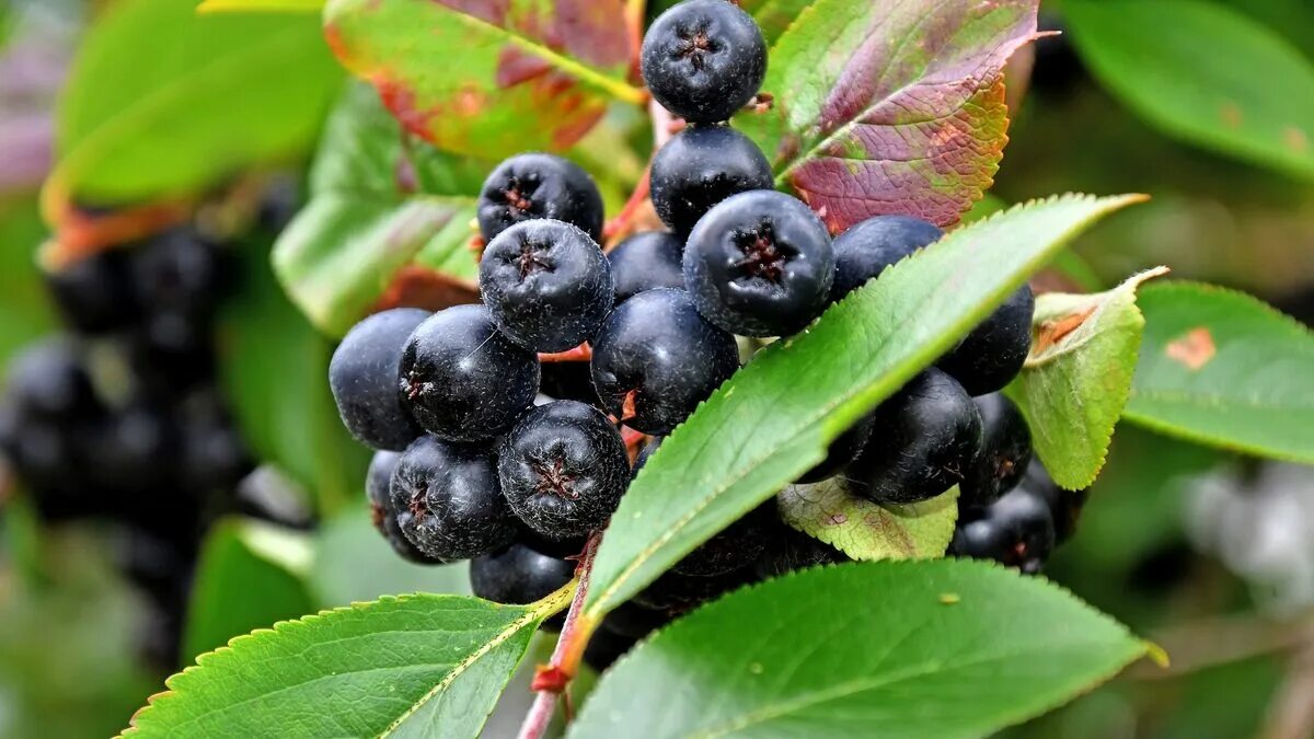 Арония черноплодная (Aronia melanocarpa). 18. Арония черноплодная. Черноплодная рябина карликовая. Рябина черноплодная плоды. Черноплодная рябина коренной абориген америки была