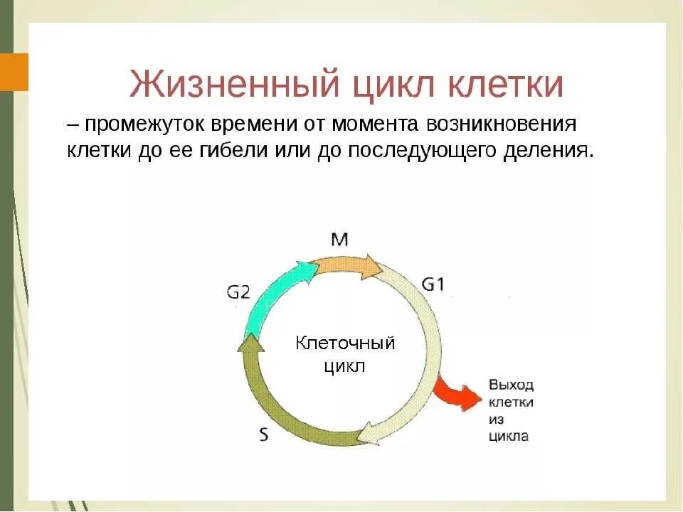 Который по циклу