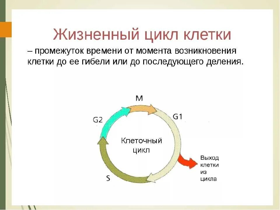 Жизненный цикл клетки состоит из интерфазы. Митотического жизненного цикла клетки. Биология: жизненный цикл клетки: интерфаза. Характеристика этапов жизненного цикла клетки. Схема стадий жизненного цикла клетки.