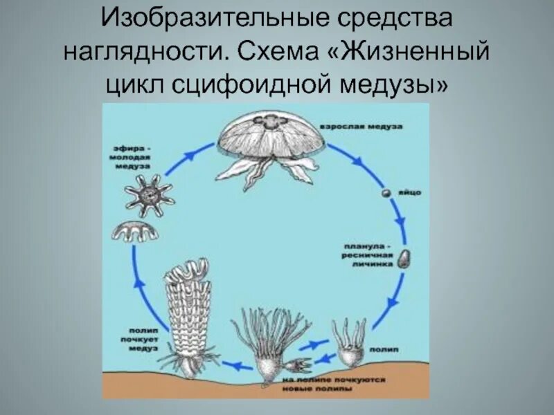 Тип кишечнополостные классификация