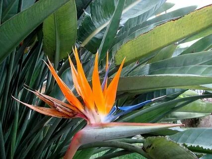 Blooming plants