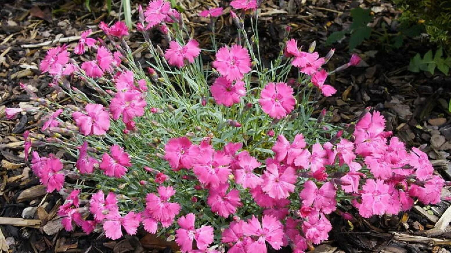 Гвоздика сизая Dianthus gratianopolitanus. Гвоздика серовато-голубая (Dianthus gratianopolitanus. Гвоздика Флавора Роуз. Гвоздика серовато-голубая (Dianthus gratianopolitanus `Badenia`). Гвоздики уход выращивание