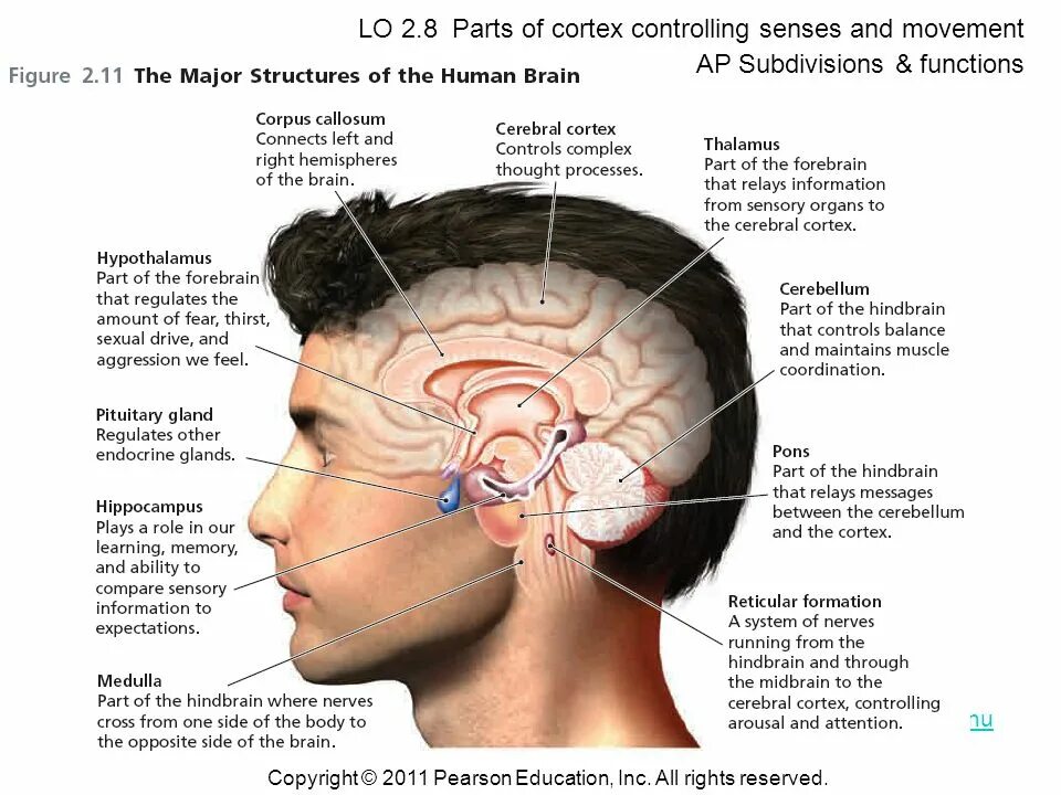 Controlling balance movement and coordination. Right part of the brain. major structures and functions of the brain. subcortical and cortical brain. cortex and subcortex of brain.