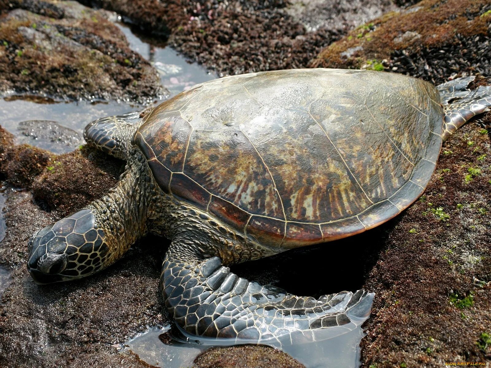 Нильская черепаха. Зеленая морская черепаха. Панцирь морской черепахи. Черепаха с большим панцирем.