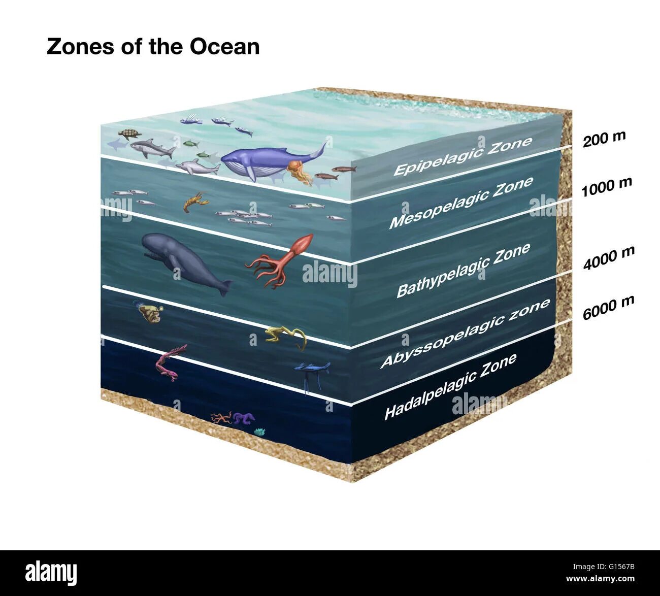 5 слоев океана. Зоны океана. Слои океана. Абиссальная зона. Хадальный слой океана.