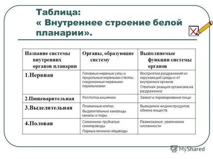Система органов планарии