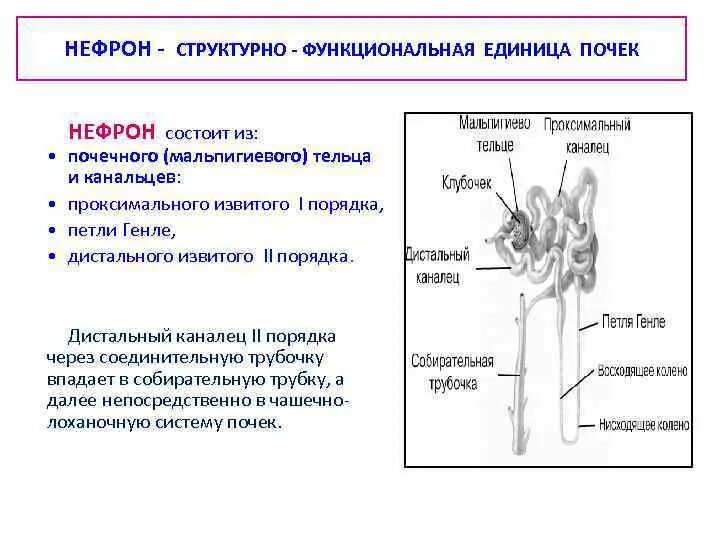 Строение структурно функциональной единицы почек: найдено 54 изображений