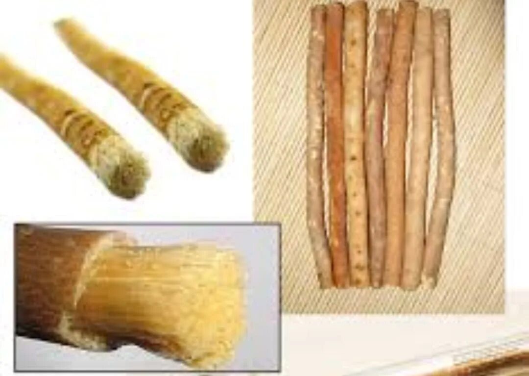 Египетская зубная щетка Miswak. Мисвак Египетская палочка. Miswak зубная паста Египет. Мисвак дарахти. Смолу использовали для чистки зубов