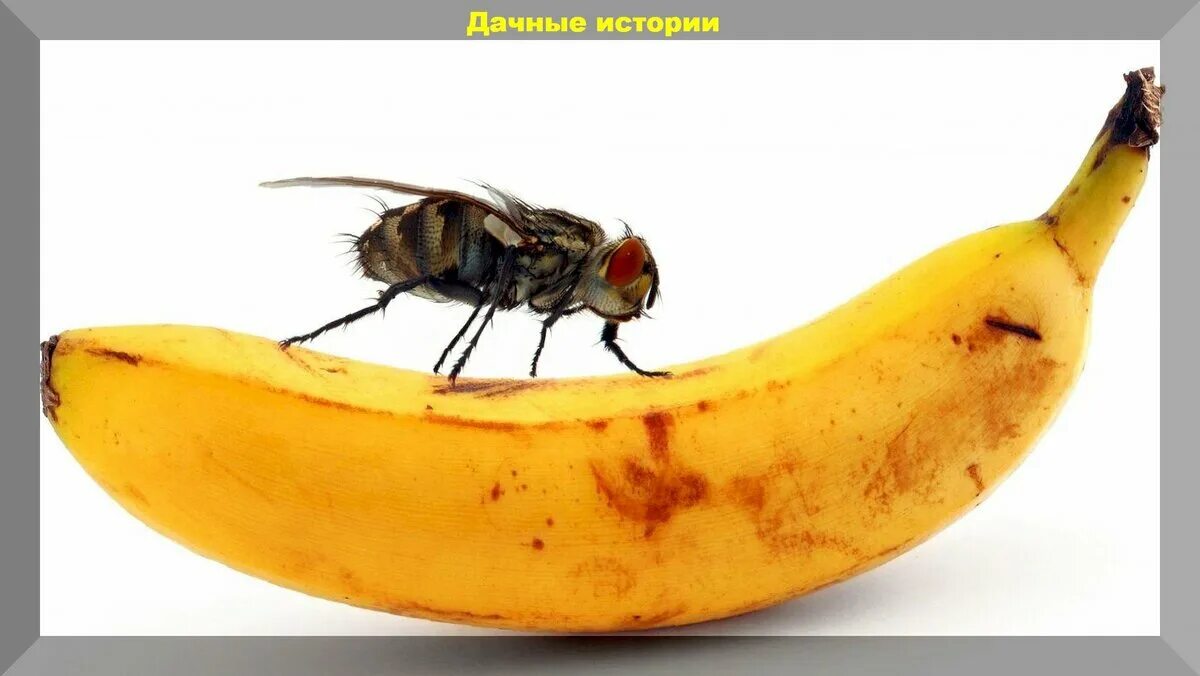 Муха рисунок. Какой вред приносят насекомые. Веселая муха. Фон мухи. Муха (насекомое).
