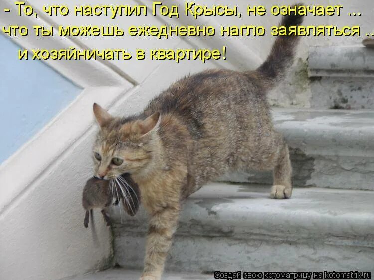Кошка не пила 3 дня