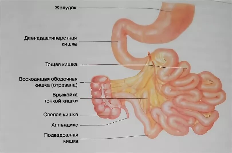 Подвздошная кишка анатомия. Подвздошная кишка анатомия строение. Строение тощей кишки анатомия. Тонкая кишка кровоснабжение и иннервация. Отделы тонкой кишки анатомия.