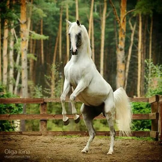 Horses Yann Arthus-Bertrand's Photos Horses, Show horses, American quarter horse