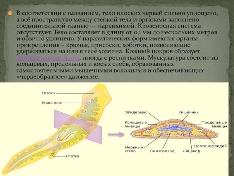 Семяпровод у плоских червей. Кровеносная система плоских червей. Кровеносная система плоского червя. Пространство между органами у плоских червей заполнено.