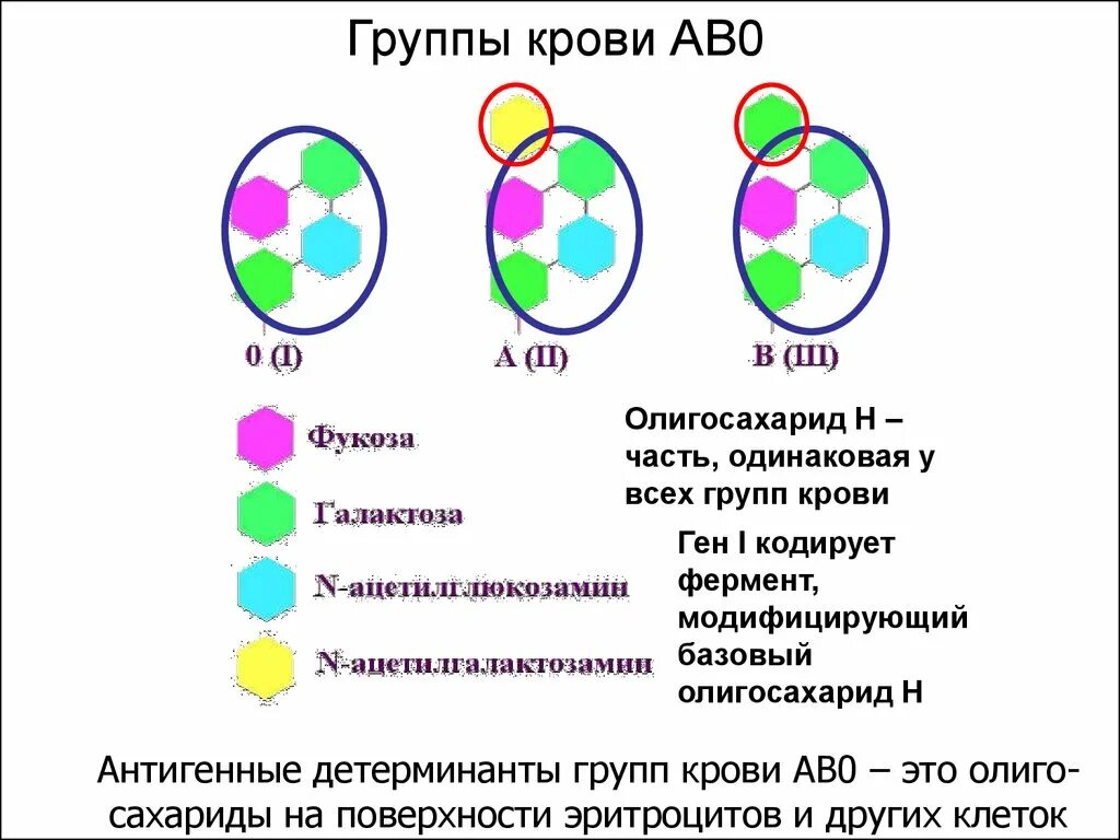 Кто имеет одинаковый набор генов. Ген группы крови. Детерминанты групп крови. Взаимодействие аллельных генов группы крови. Ав0 группа крови.