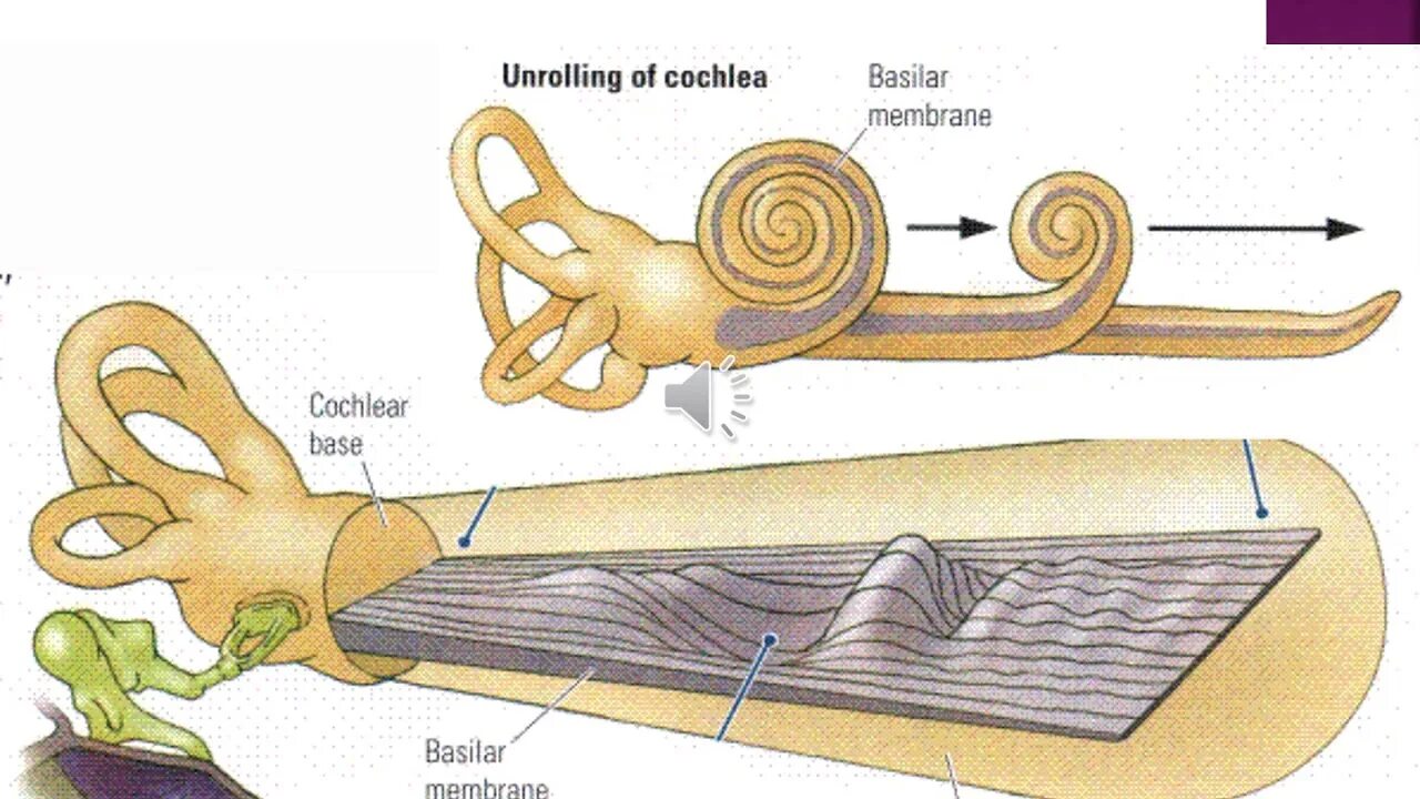 Базилярная мембрана улитки строение. Базилярная мембрана внутреннего уха. Базилярная пластинка уха. Строение базилярной мембраны.