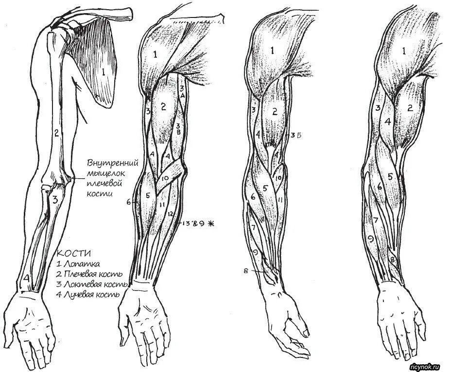 Рука человека название. Мышцы руки анатомия человека. Мышцы руки спереди схема. Мышцы верхних конечностей анатомия рисунок. Мышцы предплечья схема.