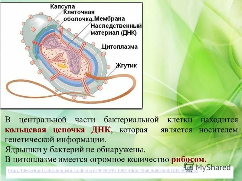 Носителями генетической информации у бактерий являются. Носители генетической информации у бактерий. Генетическая информация бактериальной клетки. Наследственная информация у бактерий